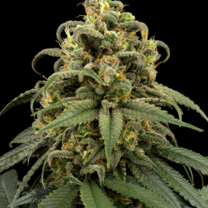 BLUE HAZE CBD + 5UDS