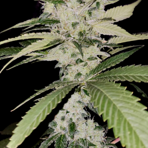 DOSI-TREE F2 6UDS REGULAR