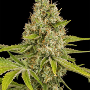 OG KUSH 3UDS