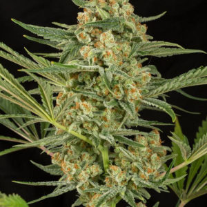 CRITICAL CHEESE 3UDS
