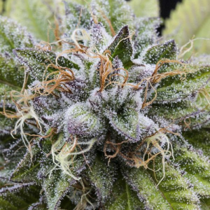 BUBBA KUSH ´98 5 uds