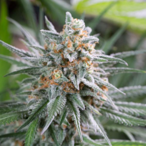 Fast Afghan Skunk 3 uds