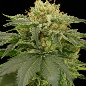 RAINBOW OG 5UDS
