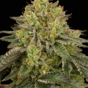 MINT CAKE 6UDS REGULAR