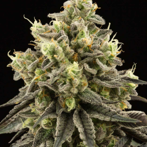 CITRON COOKIES 6UDS REGULAR