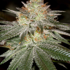 EMERALD TRIANGLE OG S1 5 UDS