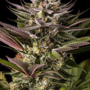 BLUE KUSH 3UDS