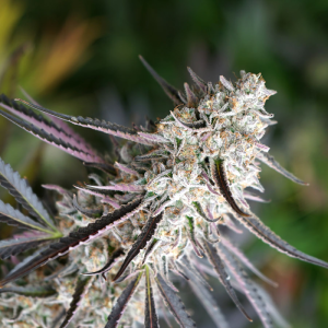 Florida Gaspack 5u