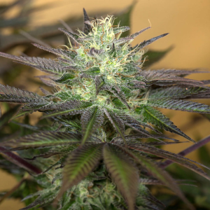 Sapphire OG 3u