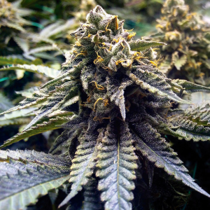 Chocolate Mint OG 2.0 10u