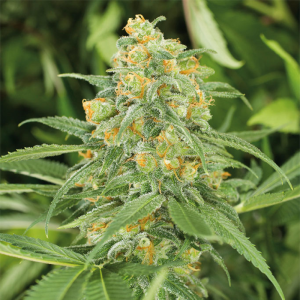 Green crack v2 3u