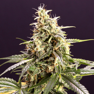 Chem Bomb Autoflowering 5u