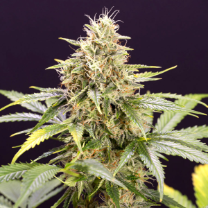Chocolate Mint OG Autoflowering 3u