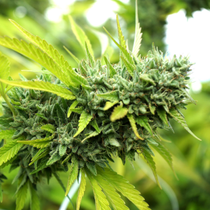 Mango OG Autoflowering 3u