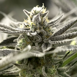 OGKZ Autoflowering 5u