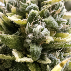 OG KUSH Autoflowering 10u