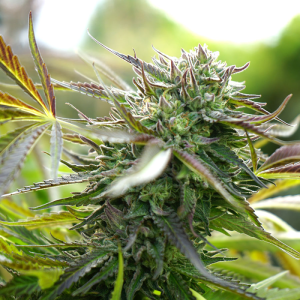 Pineapple Chem Autoflowering 5u