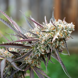 Ice Cream Cake Fast Flowering 5u