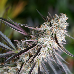 Peanut Butter Breath Fast Flowering 10u