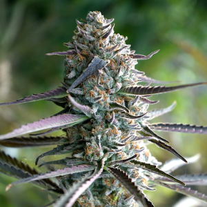 Runtz Fast Flowering 3u