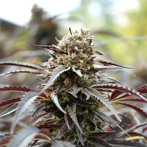 White Runtz Fast Flowering 3u