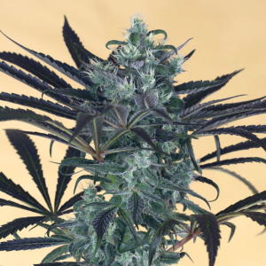 Blueberry Headband 5u
