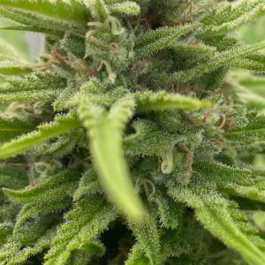 CRITICAL + 3.0 AUTO 10UDS