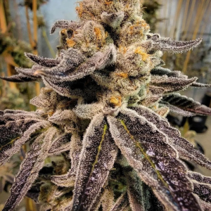 Black Rainbow Sherbert 10 semillas