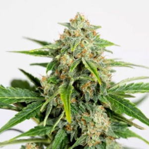 Amnesia CBD Pure Autoflowering 10u