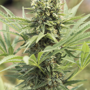 Dedoverde Haze 5u