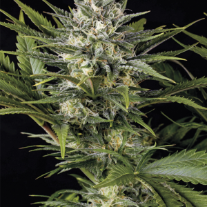 Pineapple Skunk 5u