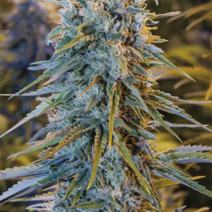 Blue Dream 3uds