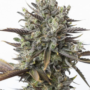 ORANGE SKUNK CBD + 3UDS